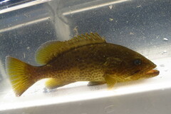 Mycteroperca microlepis