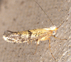 Argyresthia subreticulata
