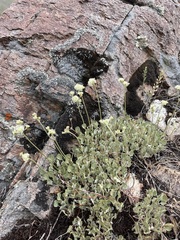 Eriogonum strictum