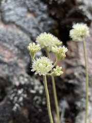 Eriogonum strictum