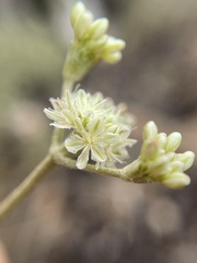 Eriogonum strictum