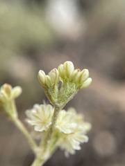 Eriogonum strictum