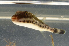 Sphoeroides spengleri