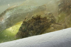 Stephanolepis hispida