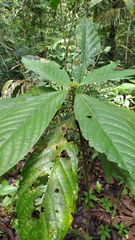 Tocoyena longiflora