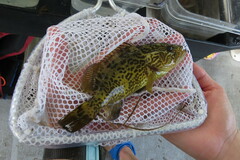 Mycteroperca microlepis