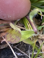 Erigeron eriocephalus
