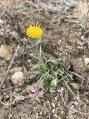Erigeron bloomeri