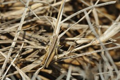 Dichromorpha prominula