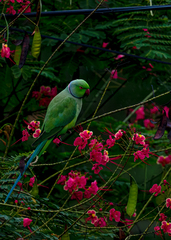 Psittacula krameri