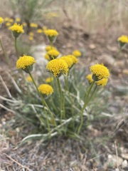 Erigeron bloomeri