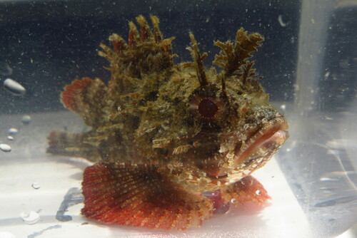 Barbfish (Scorpaena brasiliensis) — Scorpaenidae — 5