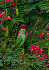 Psittacula krameri