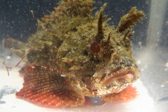 Scorpaena brasiliensis