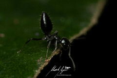 Technomyrmex sophiae