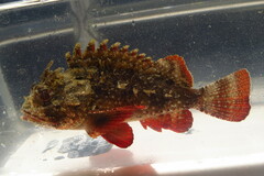 Scorpaena brasiliensis