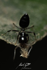 Technomyrmex sophiae