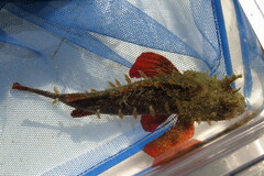 Scorpaena brasiliensis