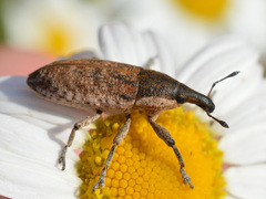 Lixus myagri