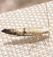 Argyresthia subreticulata