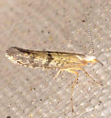 Argyresthia subreticulata