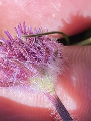 Erigeron eriocephalus
