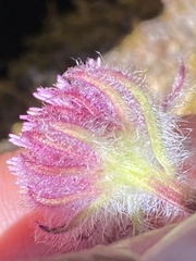 Erigeron eriocephalus