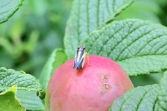 Evacanthus interruptus