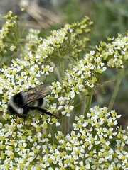 Bombus patagiatus
