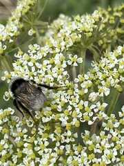 Bombus patagiatus