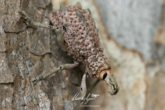 Leptopius setosus