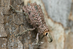 Leptopius setosus