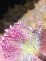 Erigeron eriocephalus