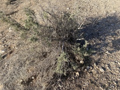 Psorothamnus fremontii