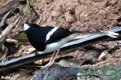 Enicurus leschenaulti