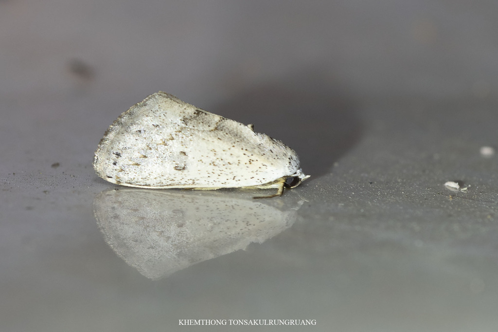 Urbona dentilinealis