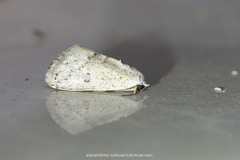 Urbona dentilinealis
