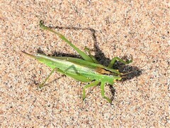 Orchelimum gladiator