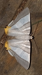 Phrygionis platinata