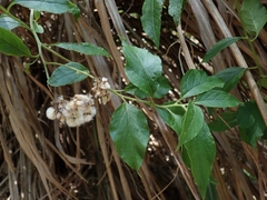 Microglossa pyrifolia