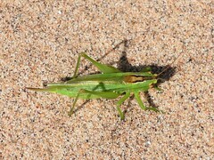 Orchelimum gladiator