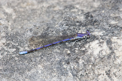 Argia hinei