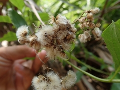 Microglossa pyrifolia