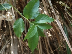 Microglossa pyrifolia