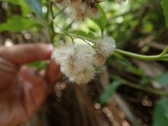 Microglossa pyrifolia