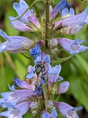 Penstemon albertinus
