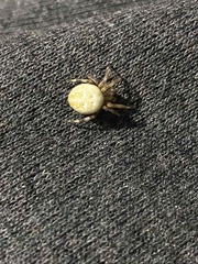Araneus quadratus