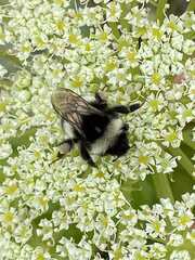 Bombus