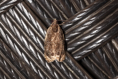 Olethreutes coccinana