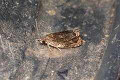 Olethreutes coccinana